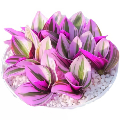 大颗油画婚礼吊兰盆栽胭脂云多肉植物办公室内花卉桌面好养绿植