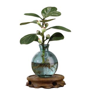 小盼菩提树盆栽带果绿植室内花卉办公室盆景客厅禅意摆件水培植物