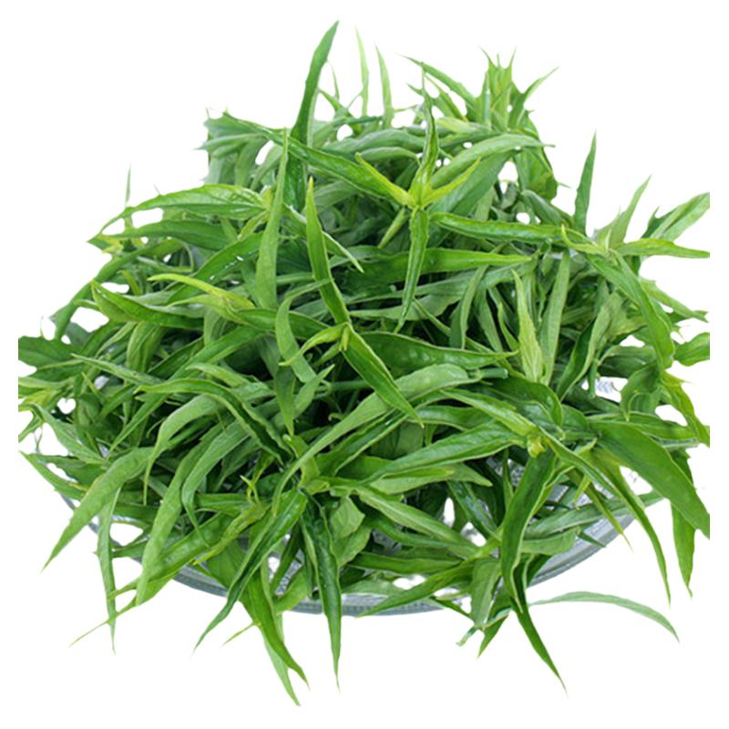 铁山忧遁草优顿草嫩叶鳄现摘现发