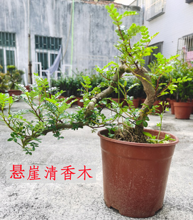 清香木盆栽绿植驱蚊虫四季 高档大型室内植物盆景 常青盆景花卉