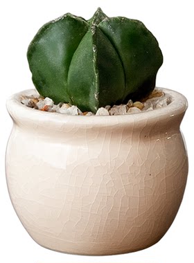 迷你仙人球星兜万重山多肉植物