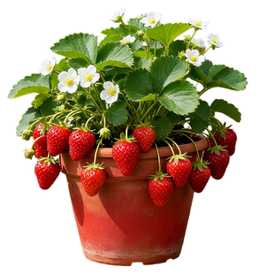奶油草莓苗盆栽带花带果带土种籽子红颜四季结果阳台种植新苗苗秧