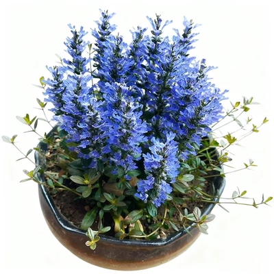 筋骨草种子四季播种发芽率高