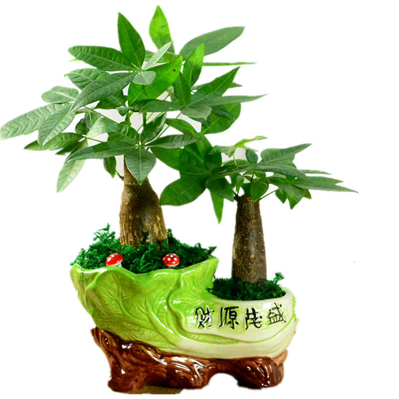 发财树盆景客厅防辐射吸甲醛盆栽
