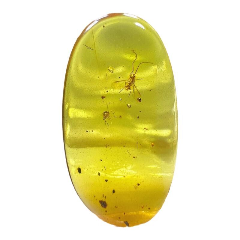 纯天然琥珀蜜蜡介壳虫化石标本