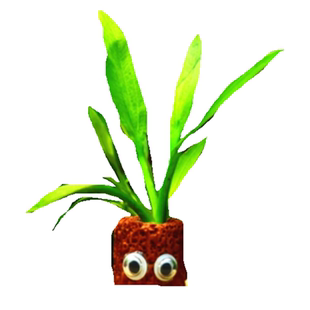 鱼缸造景水草懒人水草活体水草新手草不用二氧化碳阴性草浮萍好养