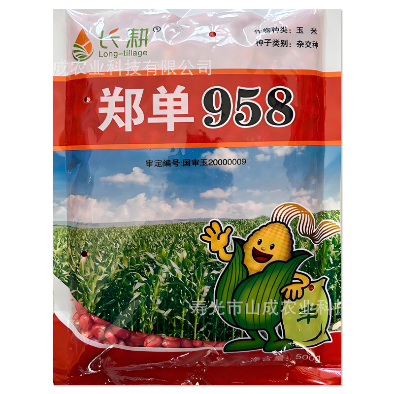 郑单958杂交大田玉米种子