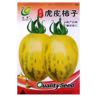 东北春季蔬菜水果种籽新籽农家柿子籽虎皮番茄种子柿子种子洋柿子