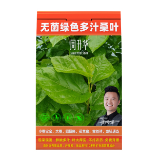 白桑新鲜桑叶喂蚕树苗蚕宝宝吃的桑叶鲜桑叶嫩桑叶食用养蚕桑叶苗