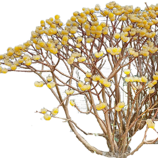 结香花树苗盆栽庭院风景别墅园林绿化耐寒植物四季梦花大苗木花卉