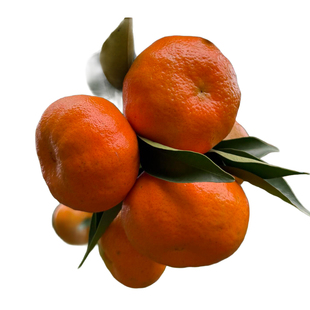 正宗万州古红橘做陈皮新鲜老树品种川红橘子当季柑桔水果酸甜大果