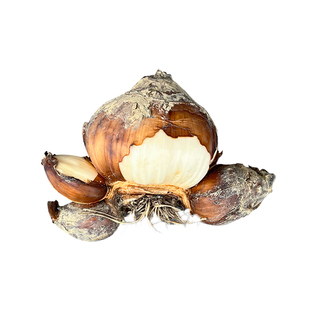 一只小花农严选漳州水仙花种球水培盆栽水养重瓣复瓣单瓣冬季农户