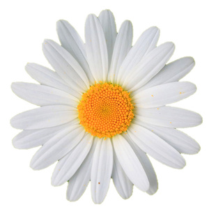 绿园花开白晶菊种子白色黄芯观赏花卉菊花种子景观小白菊易种秋播