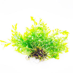 矮种黑木蕨黑木蕨细叶铁叉叶水下叶阴性水草沉木水草无需二氧化碳