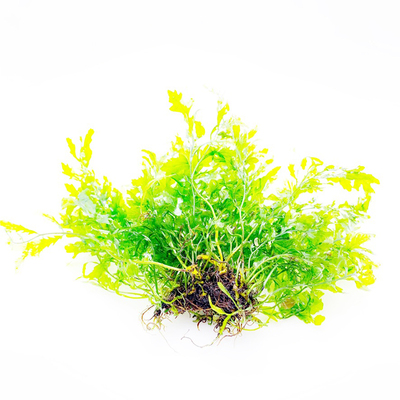 自养水下叶黑木蕨水草