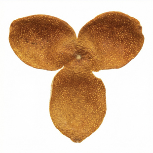 2025年广西浦北茶枝柑冬后大红皮老树陈皮