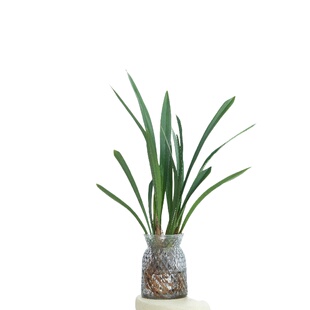 水培兰花墨兰盆栽带花苞客厅室内桌面浓香型水养绿植物建兰小苍兰