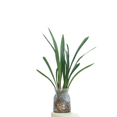 水培墨兰兰花室内浓香型水养绿植