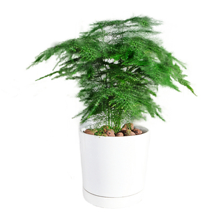 精选文竹植物大文竹室内高颜值净化空气四季常青好养易活