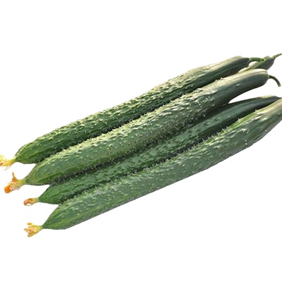 老黄瓜种子满地爬嫁接高产脆甜