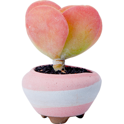 桌面花卉盆栽组合多肉植物