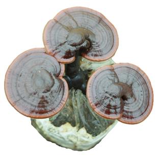 紫灵芝菌包赤灵芝菌种菌子灵芝盆景活体灵芝观赏食用家庭室内种植