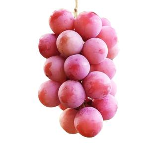 顺丰妮娜皇后葡萄葡萄尼娜女皇新鲜孕妇水果提子新鲜水果当季