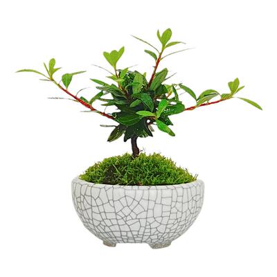 姬杜鹃指间微型花卉盆栽迷你植物
