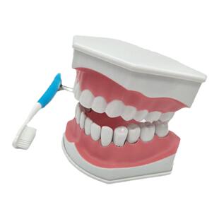 牙齿模型 儿童早教刷牙模型 两倍大可拆卸模型 幼儿口腔教学模型