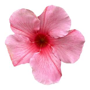 大叶飘香藤花双喜藤盆栽带花苞阳台花卉爬藤类植物花园庭院攀援花