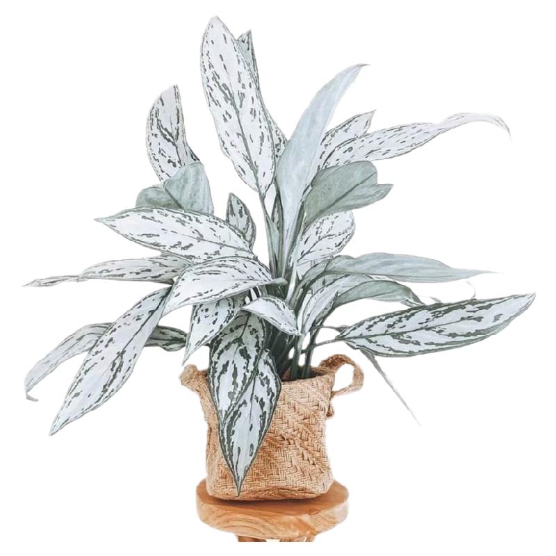 欧美室内网红盆栽银皇后粗肋草Aglaonema commulatum超大盆