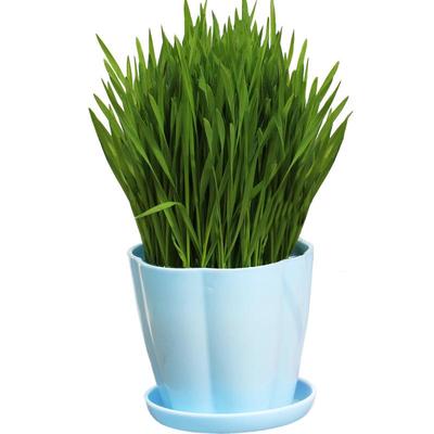 长好的猫草盆栽化毛草猫薄荷味