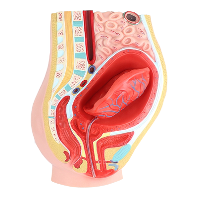 ENOVO颐诺胎盘剥离模型