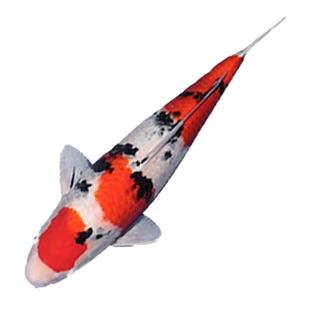 顺丰观赏鱼锦鲤鱼金鱼活鱼冷水鱼懒人鱼淡水小型好养耐活红白三色