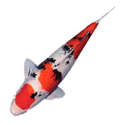 顺丰观赏鱼锦鲤鱼金鱼活鱼冷水鱼懒人鱼淡水小型好养耐活红白三色