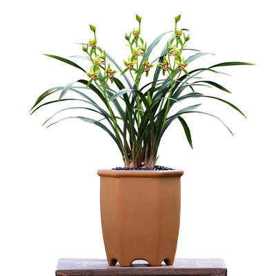 老种四季建兰梨山狮王奇花名品香