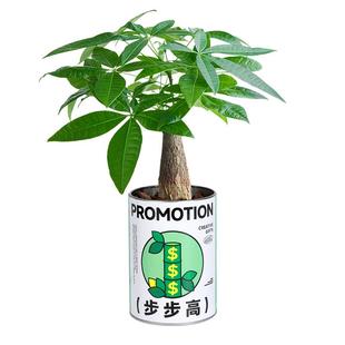 发财树小盆栽办公室桌面创意绿植放青松摆件富贵竹情绪植物礼物