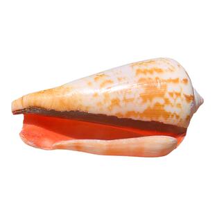 天然海螺贝壳虹口螺稀有标本水族鱼缸造景装饰品创意橱窗拍摄道具