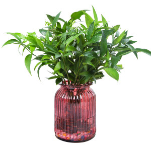 茉莉花
