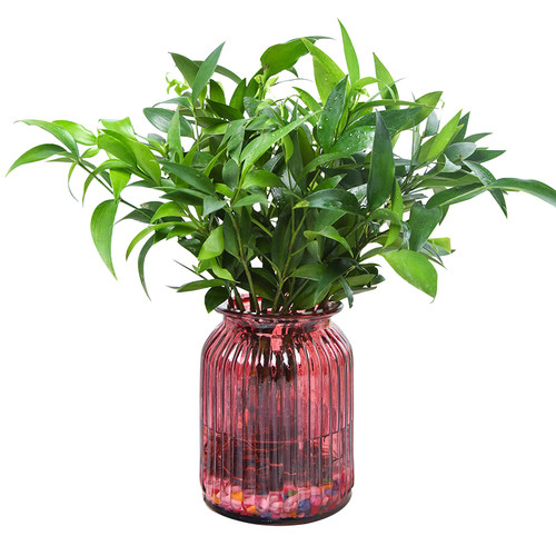 茉莉花