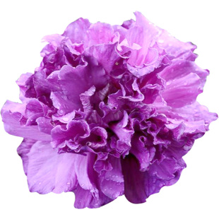 木槿盆栽庭院花园篱笆花灌木沙漠玫瑰夏季开花粉雪纺紫裙耐热花卉