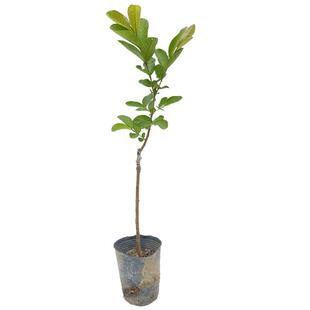 红心番石榴树果苗嫁接红宝石台湾黄金奶油四季白心珍珠帝王芭乐苗