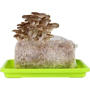 蘑菇菌包金针菇香菇菌棒木耳猴头灵芝种植包家庭菌菇包儿童种菜