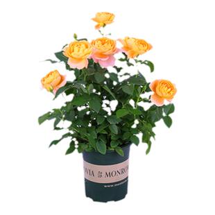 果汁阳台月季玫瑰花苗室内外开花盆栽好养活四季花卉带花苞植物