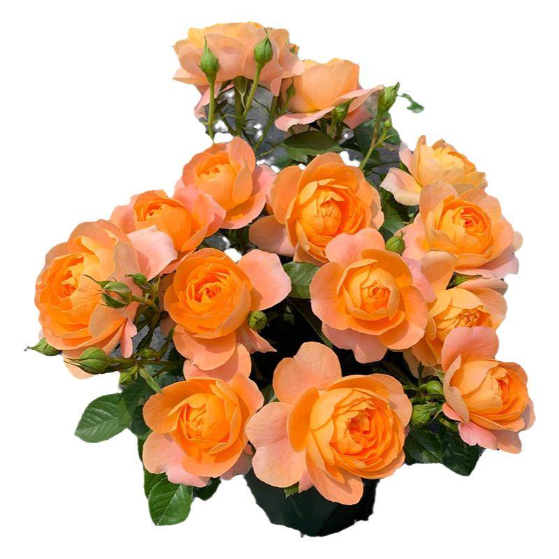 果汁阳台月季花苗开花大玫瑰花室内阳台盆栽四季好养花卉绿植树苗