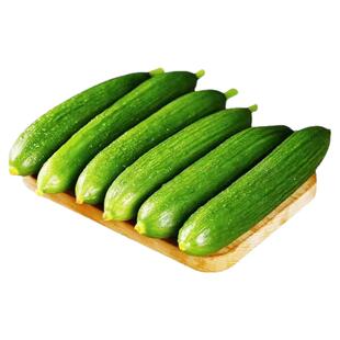 山东寿光新鲜水果黄瓜脆爽生吃时令蔬菜5斤营养丰富健康美味