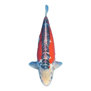 小锦鲤鱼苗小鱼活小型观赏鱼冷水鱼饲料鱼好养易活花草金鱼热带鱼