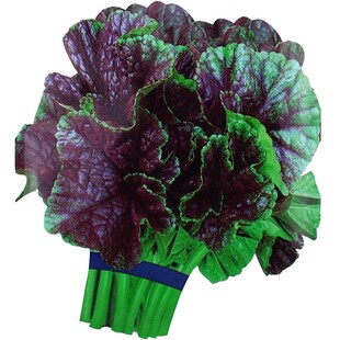 糯米冬寒菜种子高钙马蹄菜冬苋菜种孑耐寒秋冬四季冬葵庭院蔬菜籽