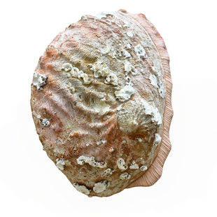 North forest森林北鲍鱼壳香薰托盘贝壳香炉香座鼠尾草圣木燃烧器