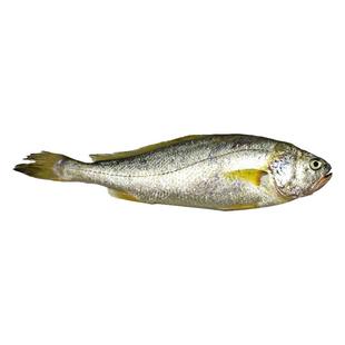 大连海鲜年货送礼小黄鱼新鲜礼盒冷冻鱼类鲜鱼深海鱼鲜活大黄花鱼